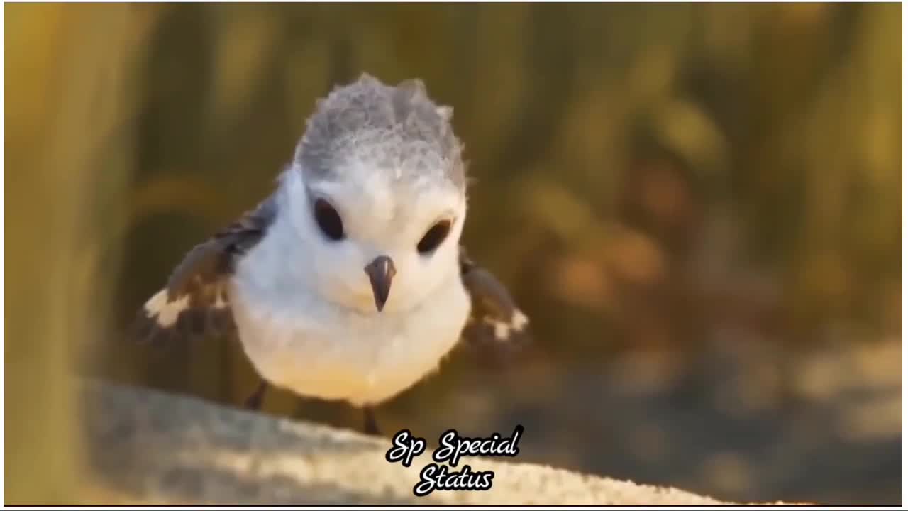 #A cute bird amazing reaction