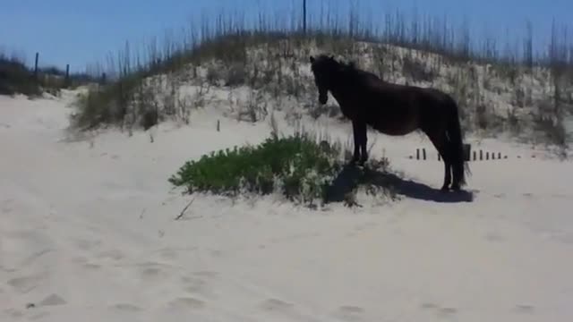 Wild horses in the Outer Banks