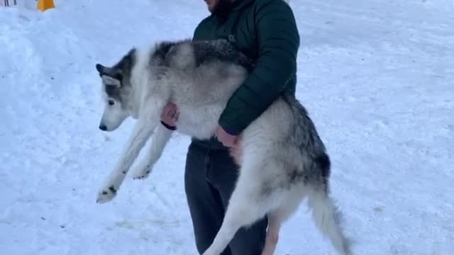 Human Helps Husky Do Number Two