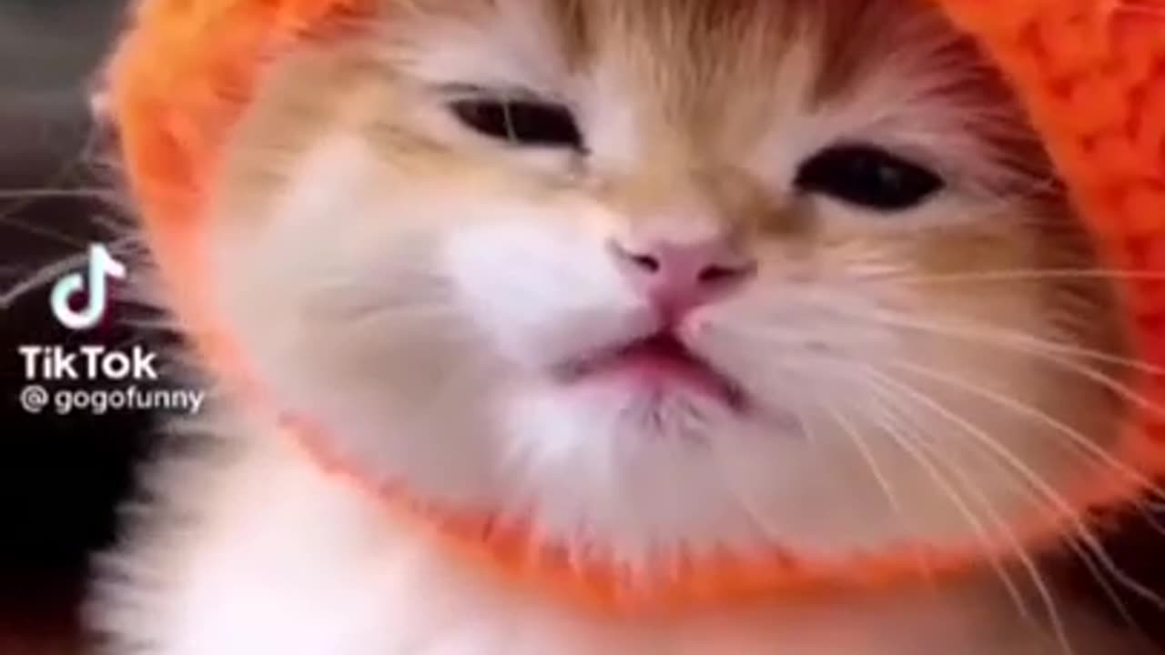 cute cat ##video