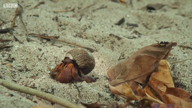 Hermit Crabs Use Litter for Shells | Wild Thailand | BBC Earth