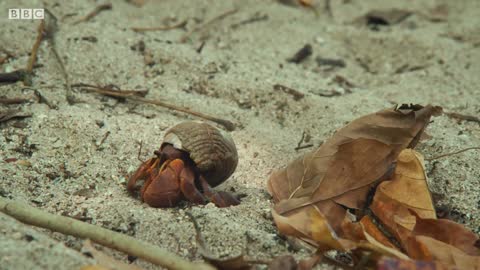 Hermit Crabs Use Litter for Shells | Wild Thailand | BBC Earth