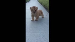 Lion Cub Roars!