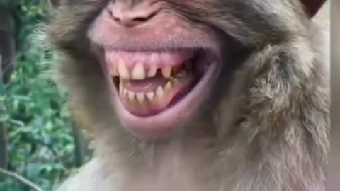 Monkey Funny Animals ; Funny video