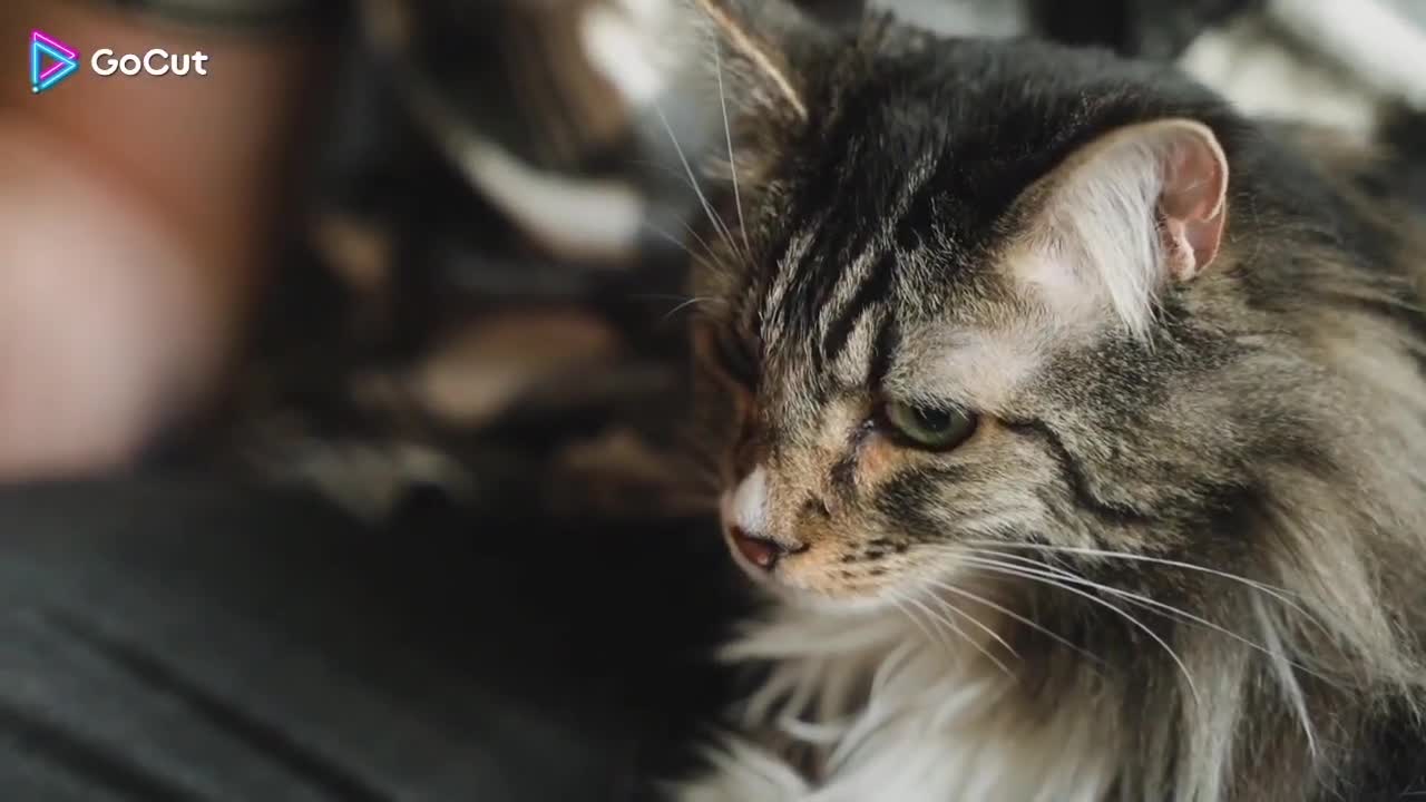 OMG crashed laptop - funny cat video