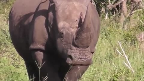 Wellcome The Biggest Rhinoceranto de animais Di savage