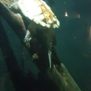 Phoenix Arizona Wildlife World Zoo