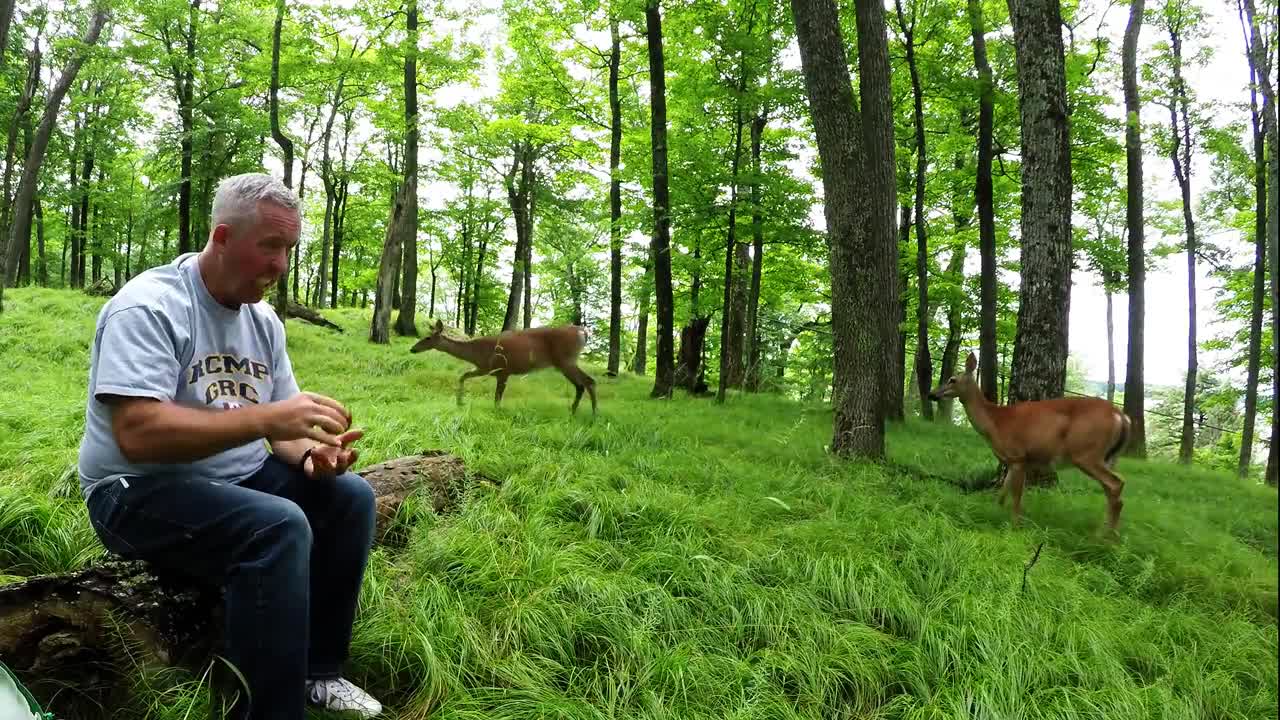 Deer brings her fawns to visit man eating apples in the florest.