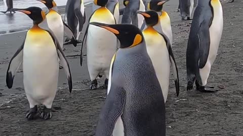 Many penguins bask on the beach