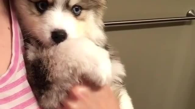 A dog in its master's arms