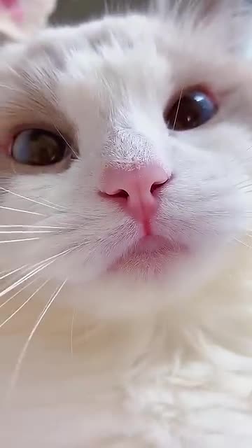 Funny Cats Meow Baby Cute