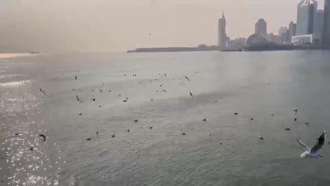 seagull flying