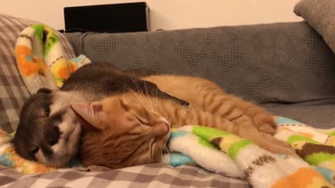 Amazing Otter Cannot Sleep Without Cat