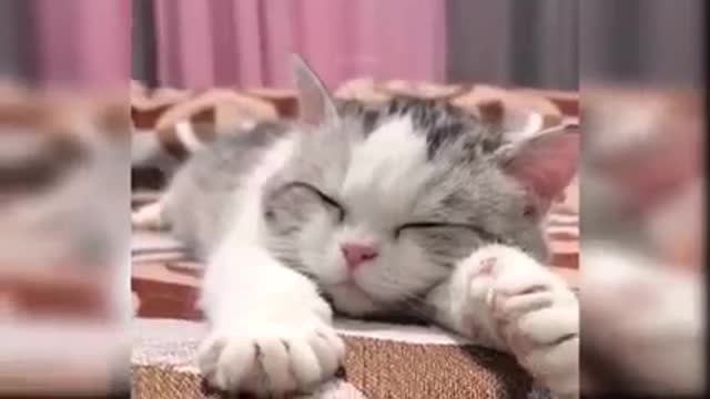 Funny cat & fun