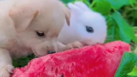 Small Furry Friends That Will Fill Your Heart With Joy! 🐾🐇🐶