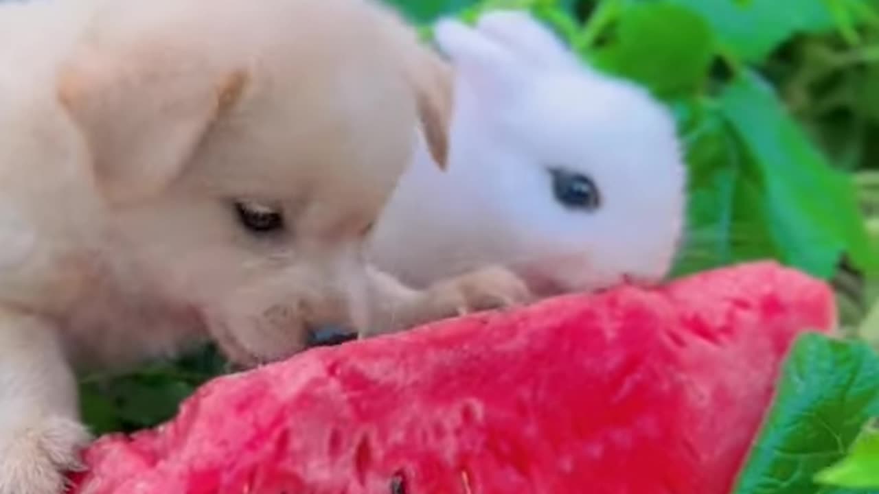 Small Furry Friends That Will Fill Your Heart With Joy! 🐾🐇🐶