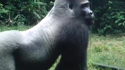 Gorilla, are you showing off your body