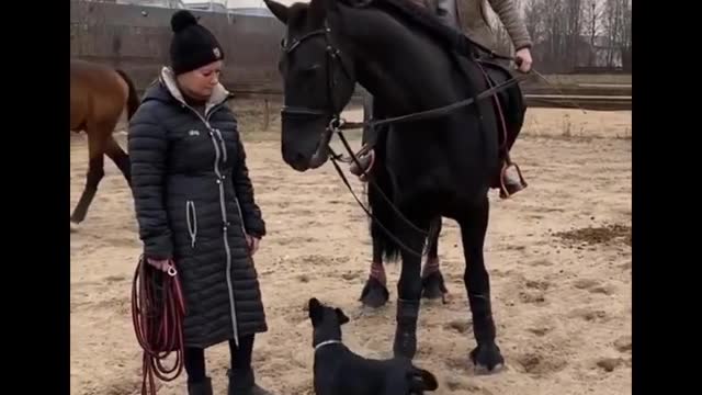 Cute And Funny Horse Videos Compilation Cute Moment Of The Horses Cutest