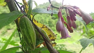 Beautiful Flower and Fruit