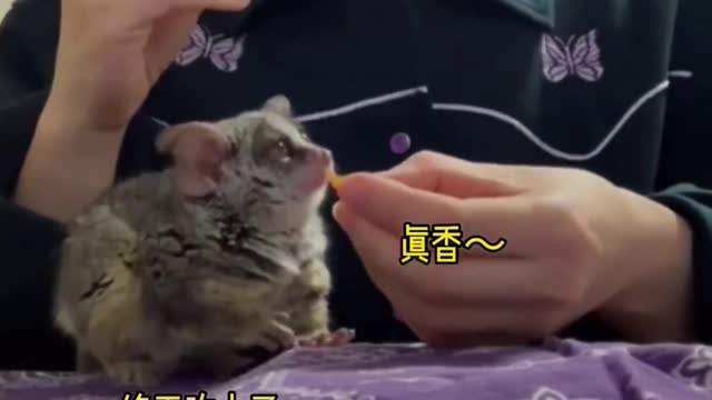 Who could say no to a baby monkey