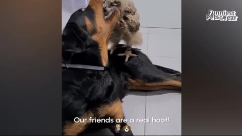 😂 Laugh Out Loud with These Entertaining Animals! 😂