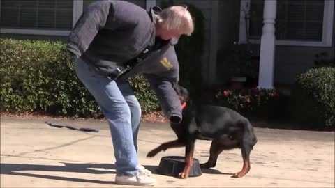 Dog teacher