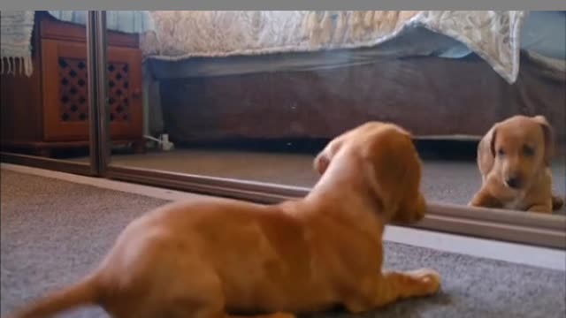 Puppy completely baffled by his mirror reflection