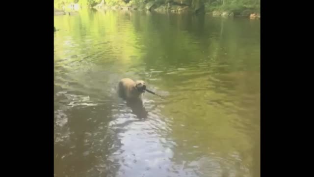 Dog juggles stick in the water