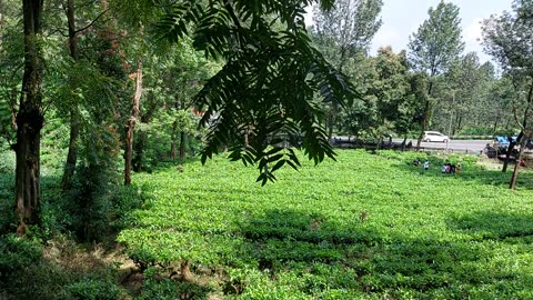 The Green