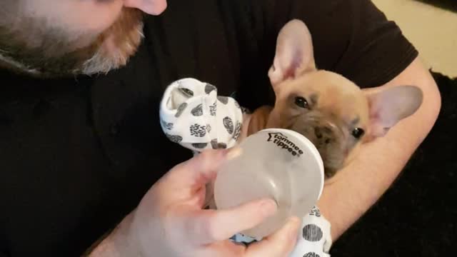 French Bulldog Puppy Enjoys Being Treated Like A Baby