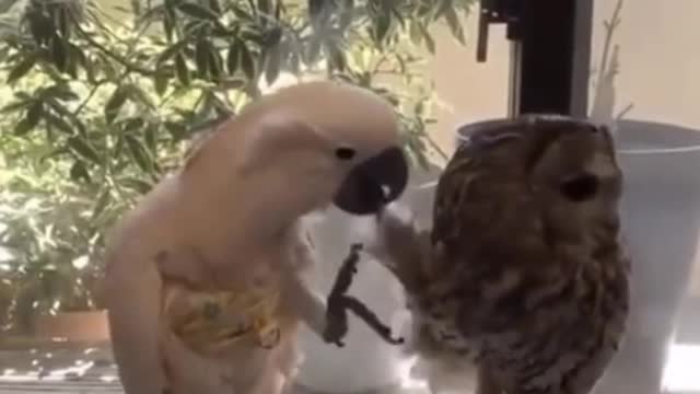 An "cold fish" owl