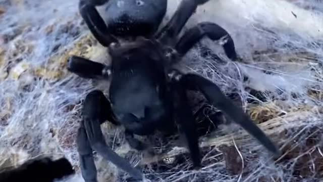 Feeding Blueberry the black velvet spider