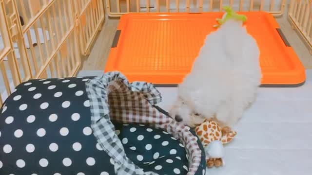 Little cute puppy is playing with toys