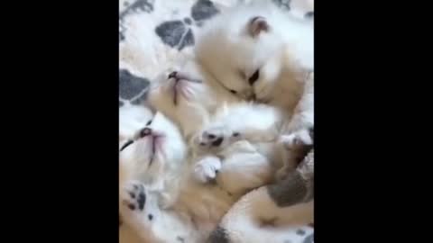 Lovely cats