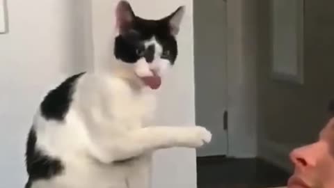 Are You Boring These Funny CATS are the best solution - Funniest Cat Videos