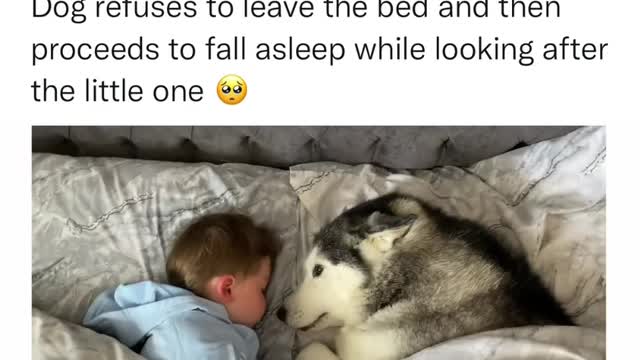 Dog refuses to leave bed