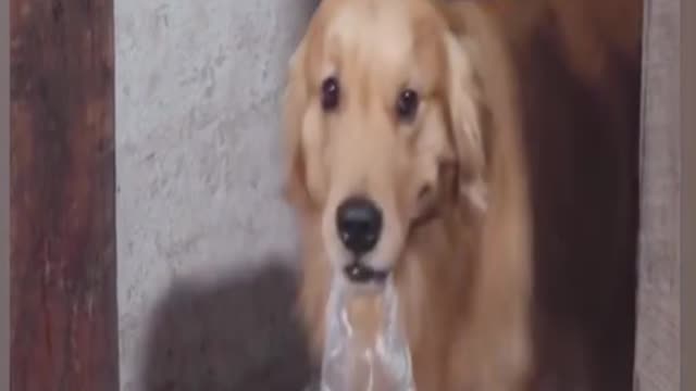 dog life sad crying story video