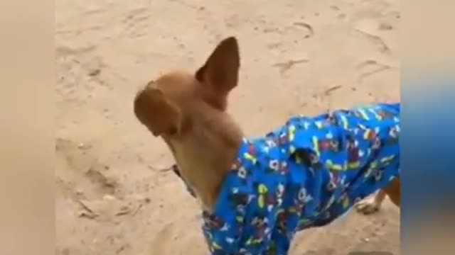 ele foi zomba da roupa do cachorro e deu mal