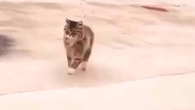funny cat