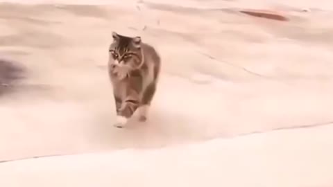 funny cat