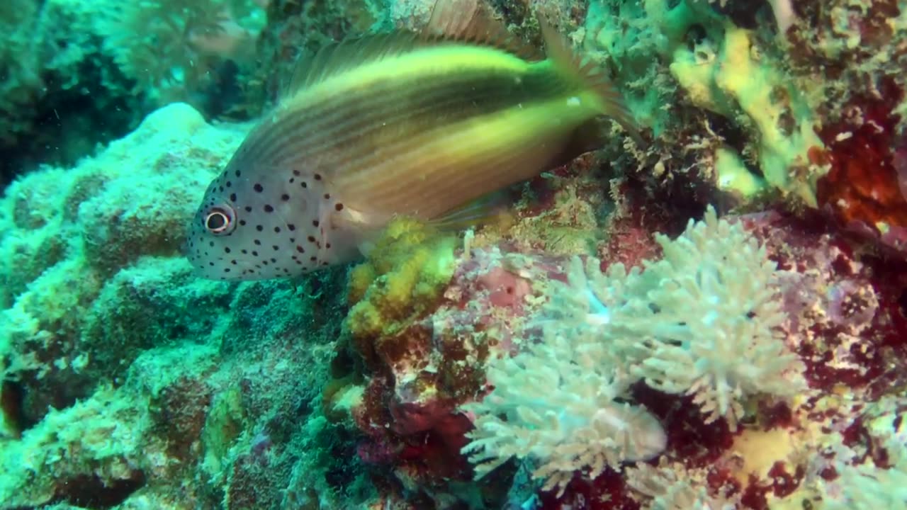 NO SOUND - Freckled hawkfish