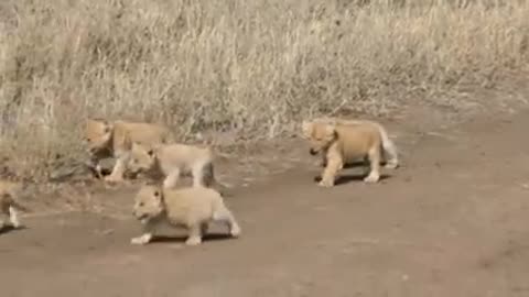Little loin
