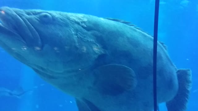 Stingray appears in the middle