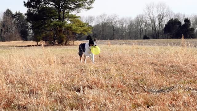 Video of a Dog Running on Field