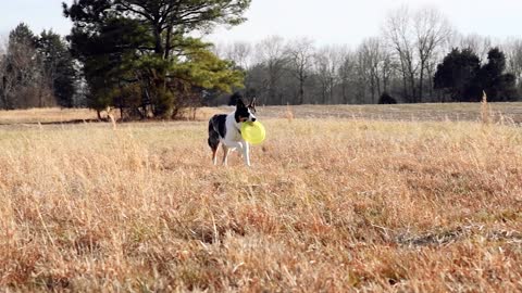 Video of a Dog Running on Field