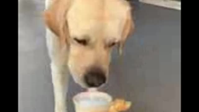 How to Completely Train Your Dog,