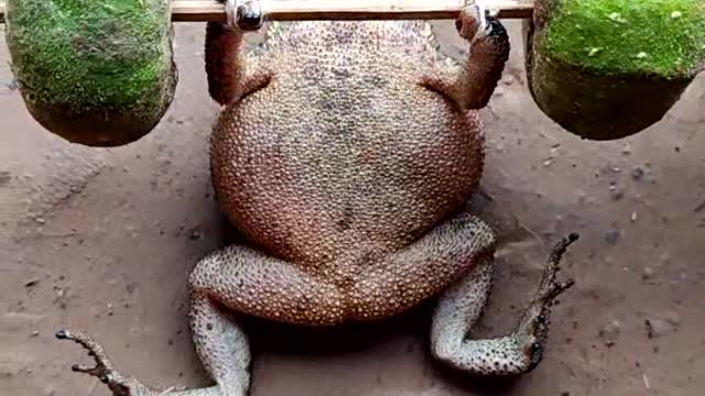 Frog funny video