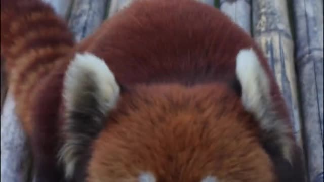 The red panda