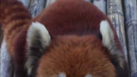 The red panda