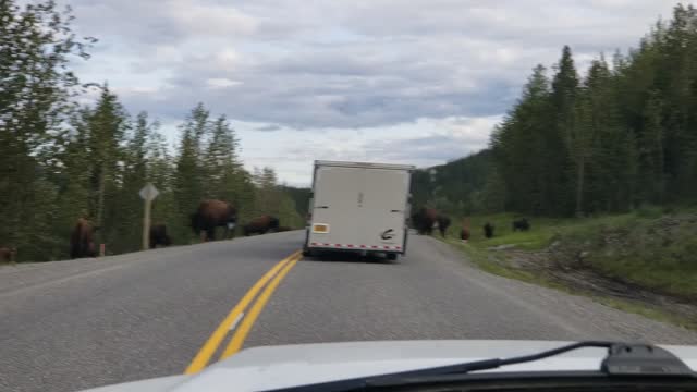 Wild Bison in Canada